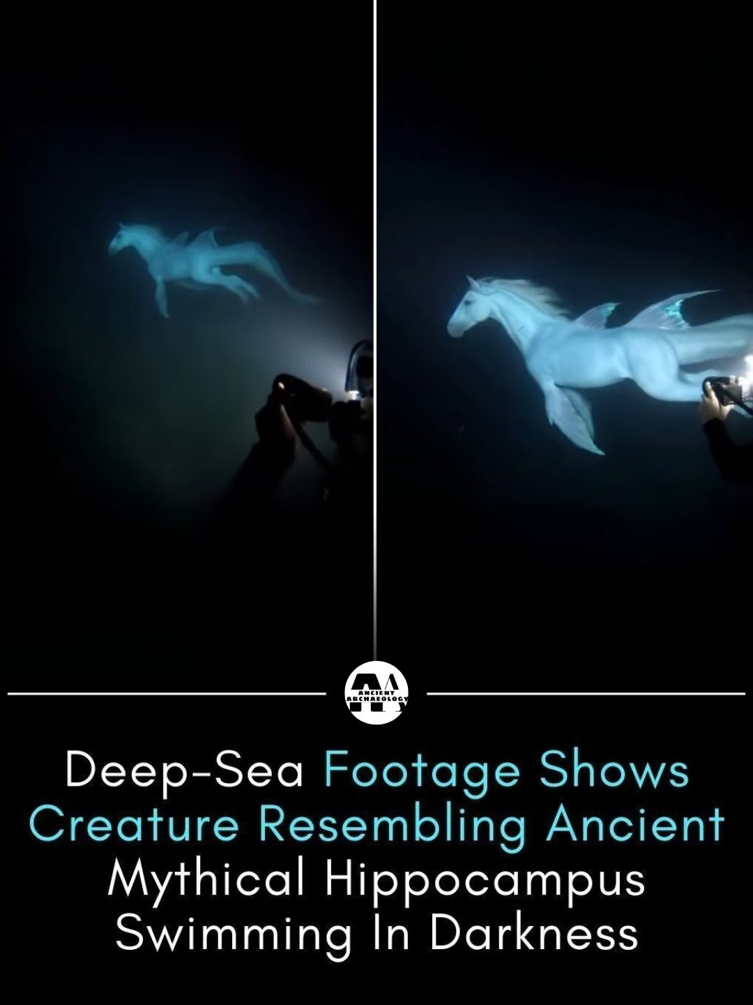Có thể là hình ảnh về bơi và văn bản cho biết 'Alt ARCMAMOLOG Deep-Sea Sea Footage Shows Creature Resembling Ancient Mythical Hippocampus Swimming In Darkness'