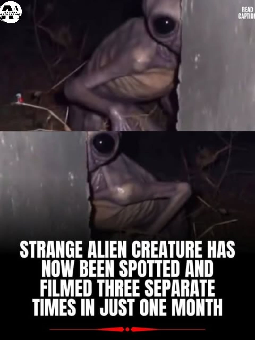 Có thể là hình ảnh về văn bản cho biết '44 ANCIE நளசா் ECHAFOLESY READ APTIO! STRANGE ALIEN CREATURE HAS NOW BEEN SPOTTED AND FILMED THREE SEPARATE TIMES IN JUST ONE MONTH'