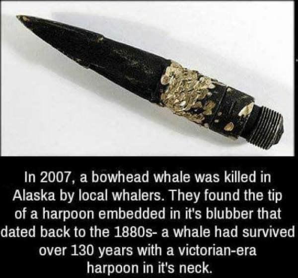 Whale that sucks : r/Damnthatsinteresting